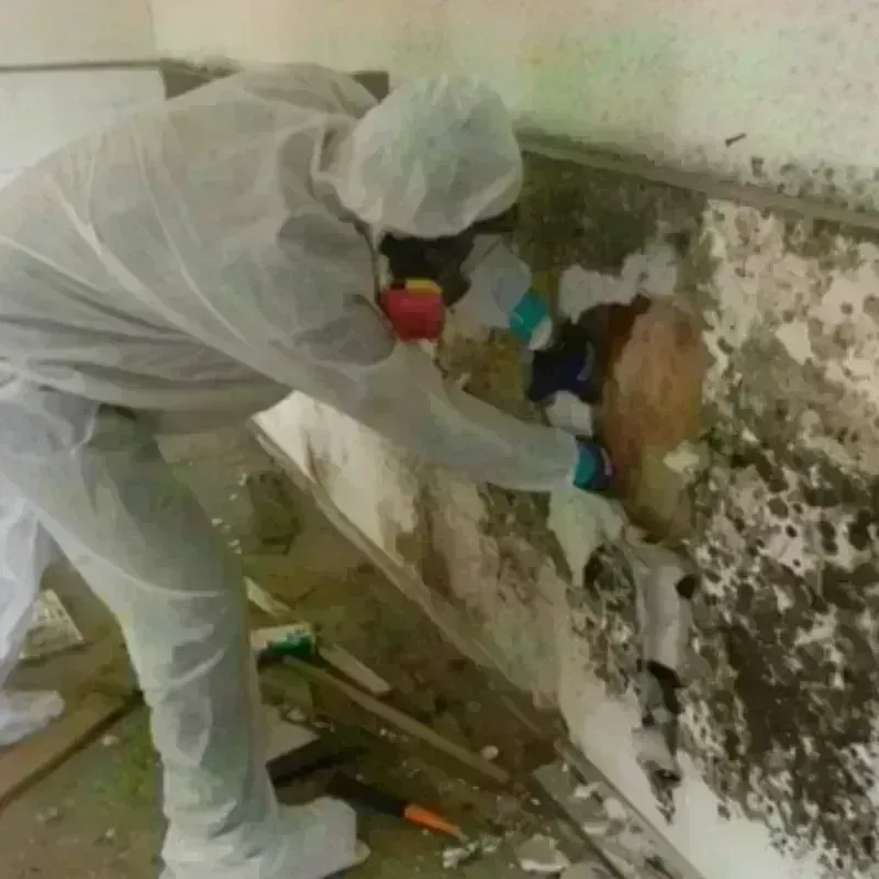 Mold Remediation and Removal in Greensburg, IN